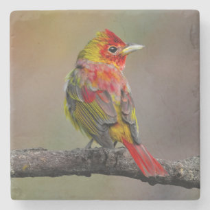 Porta-copo De Pedra Scarlet Tanager Molting - Fotografia original