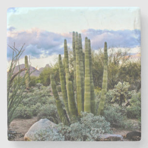 Porta-copo De Pedra Scottsdale Succult Sunset