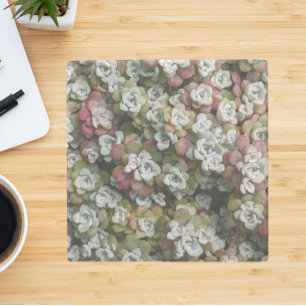 Porta-copo De Pedra Sedum Spathulifolium Succulium Floral