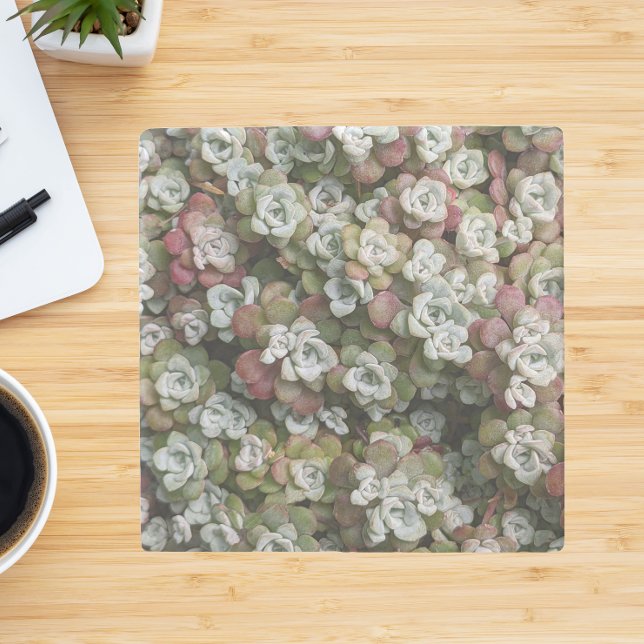 Porta-copo De Pedra Sedum Spathulifolium Succulium Floral (In Situ)