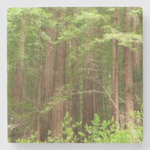 Porta-copo De Pedra Sequoias Vermelhas no Monumento Nacional de Muir W