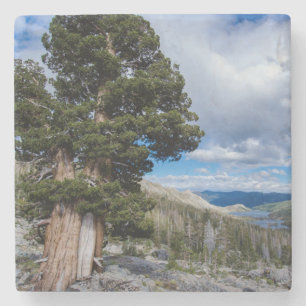 Porta-copo De Pedra Sierra Juniper e Árvores Sempre Verdes 2