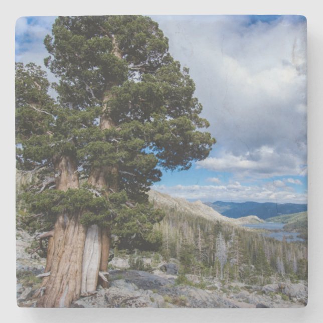 Porta-copo De Pedra Sierra Juniper e Árvores Sempre Verdes 2 (Frente)