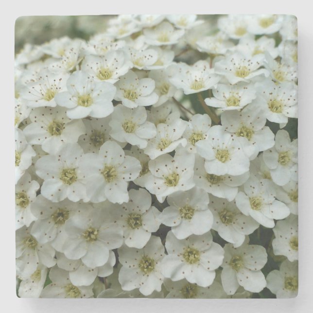 Porta-copo De Pedra Spirea Arguta (Frente)