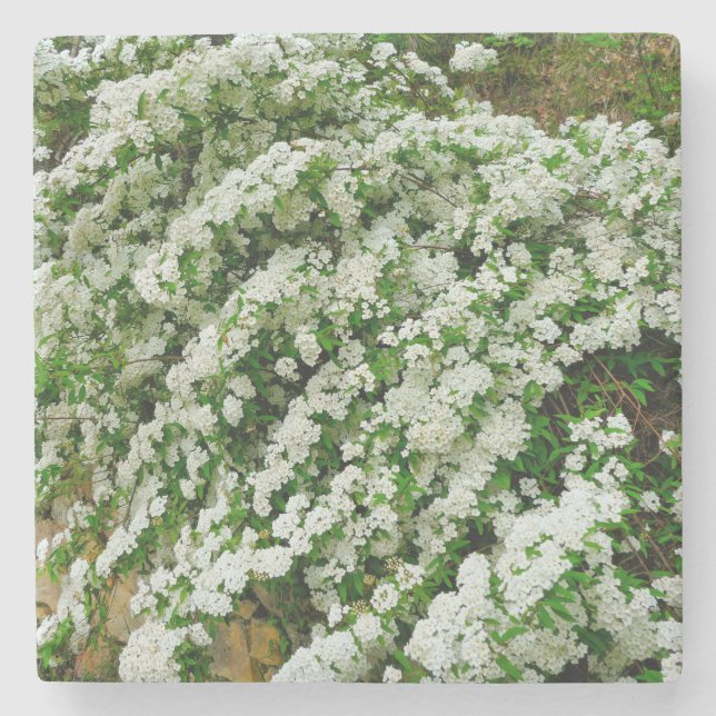 Porta-copo De Pedra Spirea Arguta (Frente)