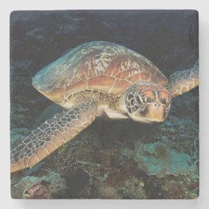 Porta-copo De Pedra Sulawesi Tartaruga Marinha Verde
