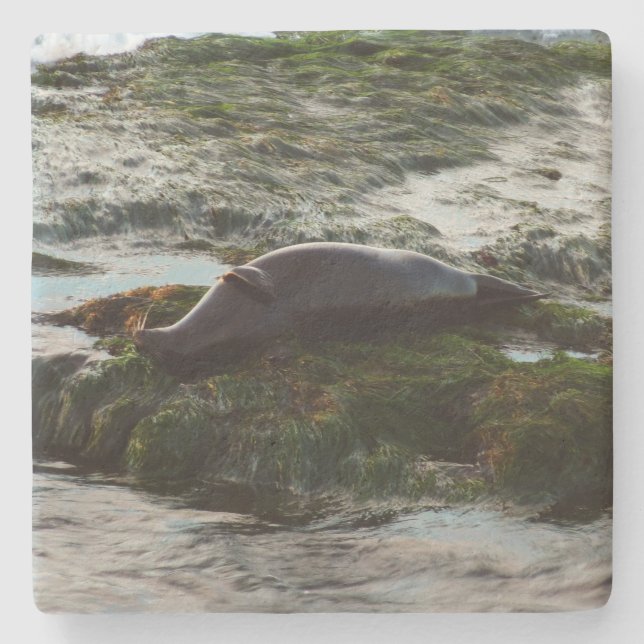 Porta-copo De Pedra Sunset Lit Harbor Seal II em San Diego (Frente)