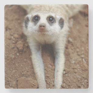Porta-copo De Pedra Suricata (Suricata Suricatta) Esfriando