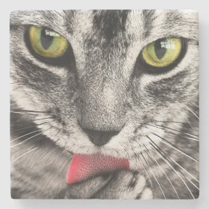 Porta-copo De Pedra Tabby Cat Licing Pw