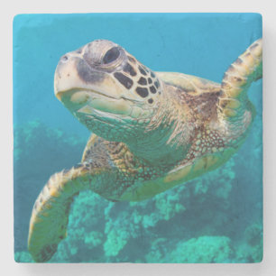 Porta-copo De Pedra Tartaruga de mar verde que nada sobre o recife de