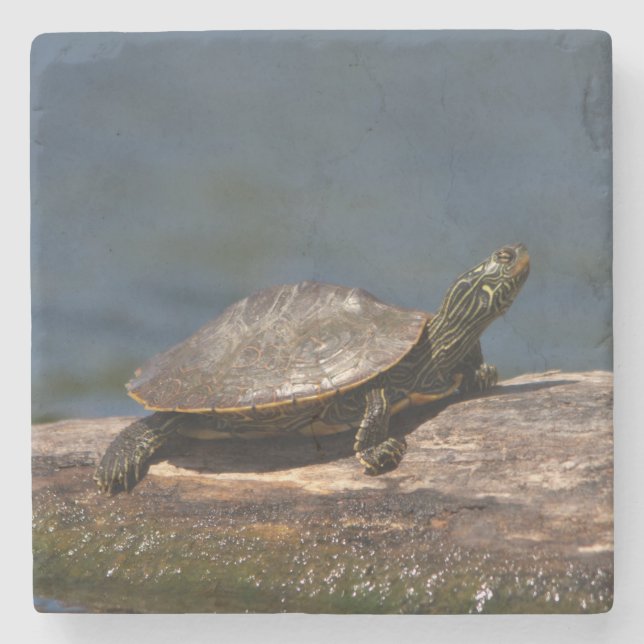 Porta-copo De Pedra Tartaruga pintada em um tronco (Frente)