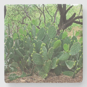 Porta-copo De Pedra Tcacto de pera picante em deserto, Arizona, porta 