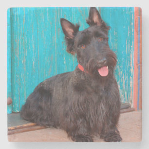 Porta-copo De Pedra Terrier Escocês sentado ao lado de uma porta color