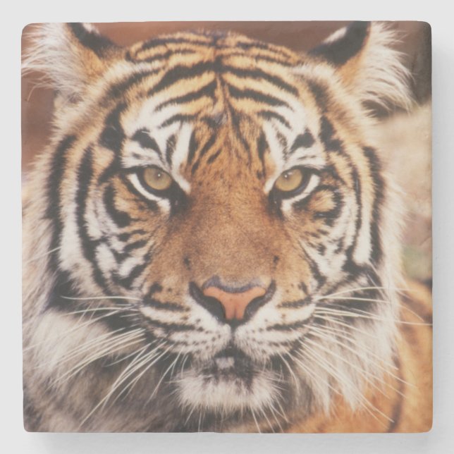 Porta-copo De Pedra Tigre-de-sumatra (Frente)
