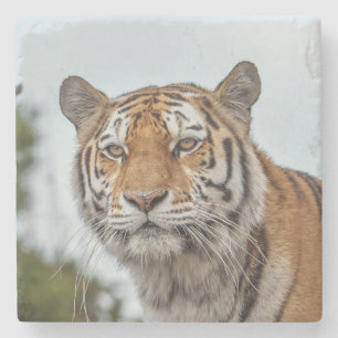 Porta-copo De Pedra Tigre Siberiano na Natureza