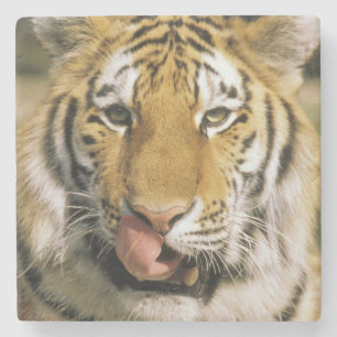 Porta-copo De Pedra Tigre Zoológico de Michigan