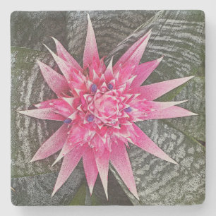 PORTA-COPO DE PEDRA TINTA DE PINK E BROMELIDA BRANCA