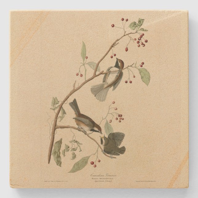 Porta-copo De Pedra Titmouse canadense das Aves da América de Audubon (Frente)