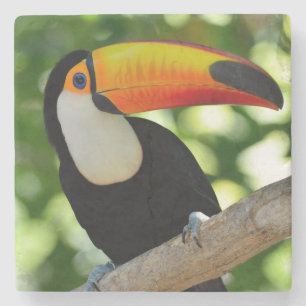 Porta-copo De Pedra Toucan