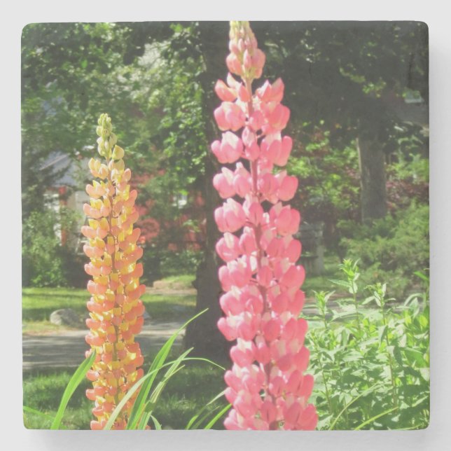 Porta-copo De Pedra Tremoços num Jardim de Algodão - Vinha de Martha (Frente)