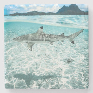 Porta-copo De Pedra Tubarão nas águas