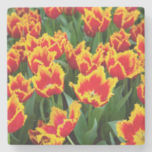 Porta-copo De Pedra Tulipa Fabio, Keukenhof, Países Baixos
