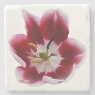 Porta-copo De Pedra Tulipa vermelha profunda