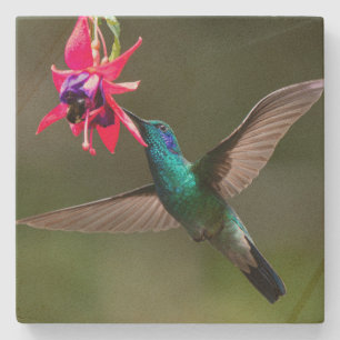 Porta-copo De Pedra Um Beija-flor-de-orelha-violeta-menor