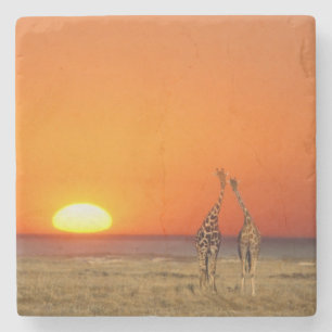 Porta-copo De Pedra Um casal de girafas caminha para o pôr do sol, em