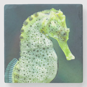 Porta-copo De Pedra Um cavalo marinho bonito de Knysna