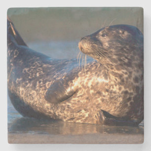 Porta-copo De Pedra Um filhote de foca levantando a cauda