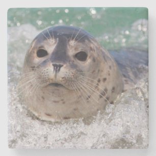 Porta-copo De Pedra Um filhote de foca surfando