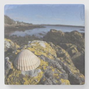 Porta-copo De Pedra Um Seashell senta-se em uma rocha Dumfries,