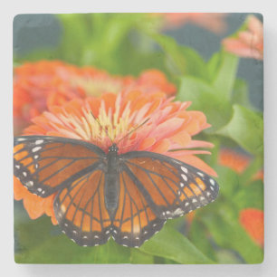 Porta-copo De Pedra Uma Borboleta Viceroy em Zínias Laranja