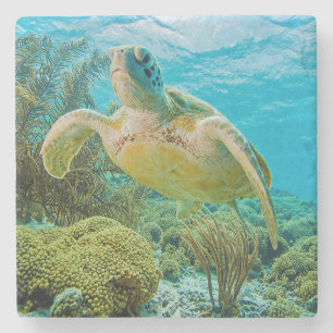 Porta-copo De Pedra Uma tartaruga verde nos recifes rasos de Bonaire