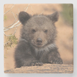 Porta-copo De Pedra Urso Cub do urso