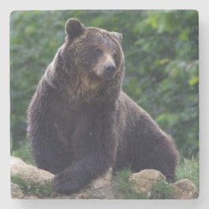Porta-copo De Pedra Urso de Brown