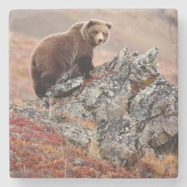Porta-copo De Pedra Urso de Denali Brown (Frente)