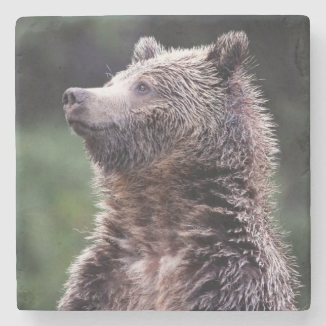 Porta-copo De Pedra Urso de urso ereto (Frente)