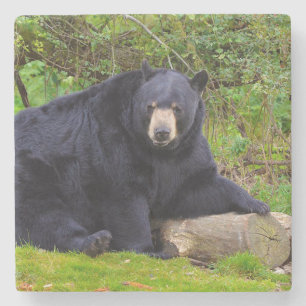 Porta-copo De Pedra Urso Negro