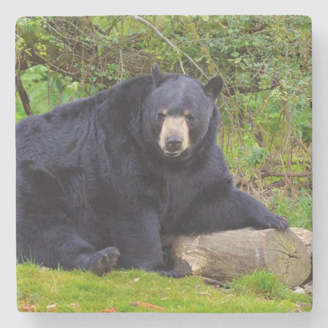 Porta-copo De Pedra Urso Negro (Frente)