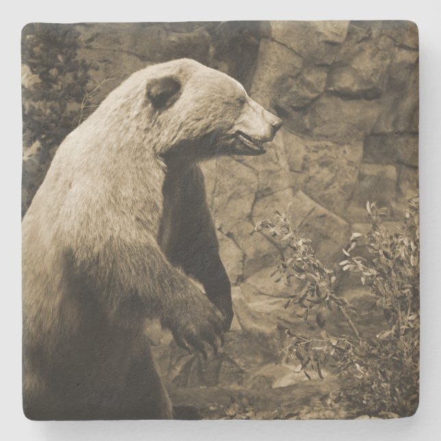Porta-copo De Pedra Urso Ordenado (Frente)