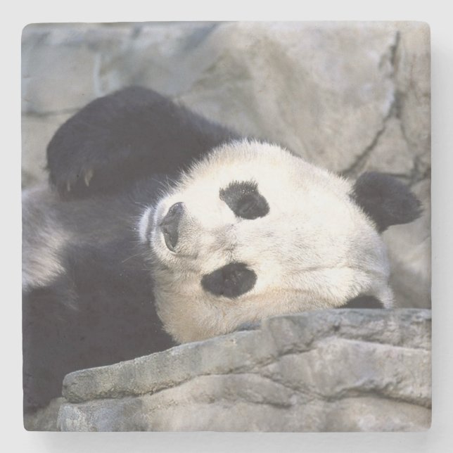 Porta-copo De Pedra Urso Panda (Frente)