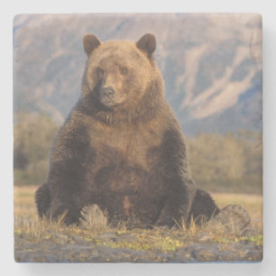 Porta-copo De Pedra urso pardo, Ursus arctos, urso cinzento, Ursus