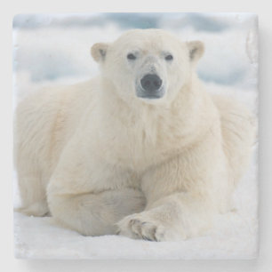 Porta-copo De Pedra Urso polar adulto no gelo flutuante de verão