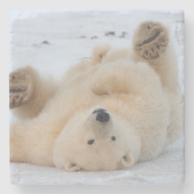 Porta-copo De Pedra urso polar, maritimus do Ursus, filhote que rola 3 (Frente)