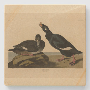 Porta-copo De Pedra Velvet Duck - das Aves da América de Audubon