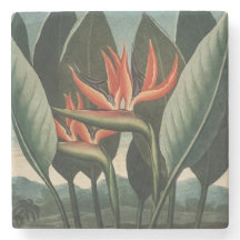 Vintage Bird do Templo Botânico do Paraíso da Flor