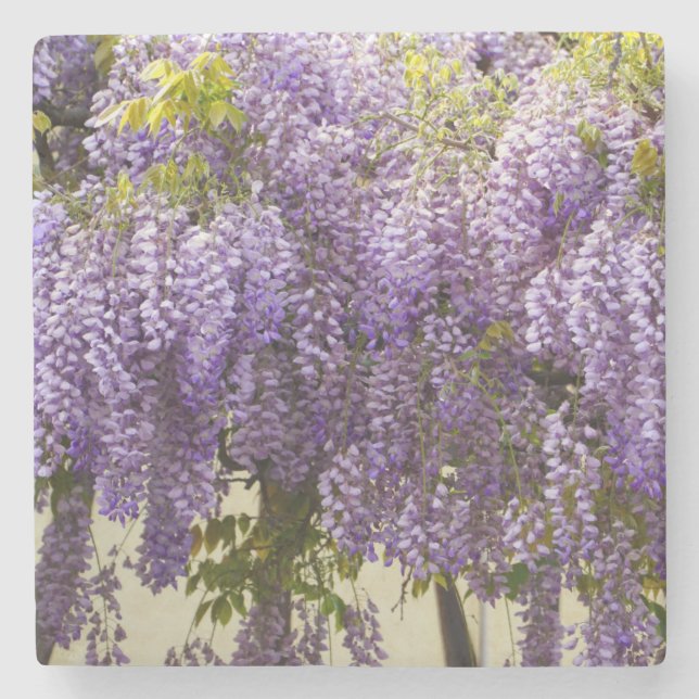 Porta-copo De Pedra Violet Wisteria Flowers (Frente)