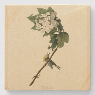 Porta-copo De Pedra Vireo, Aves de Audubon da América, com garganta am